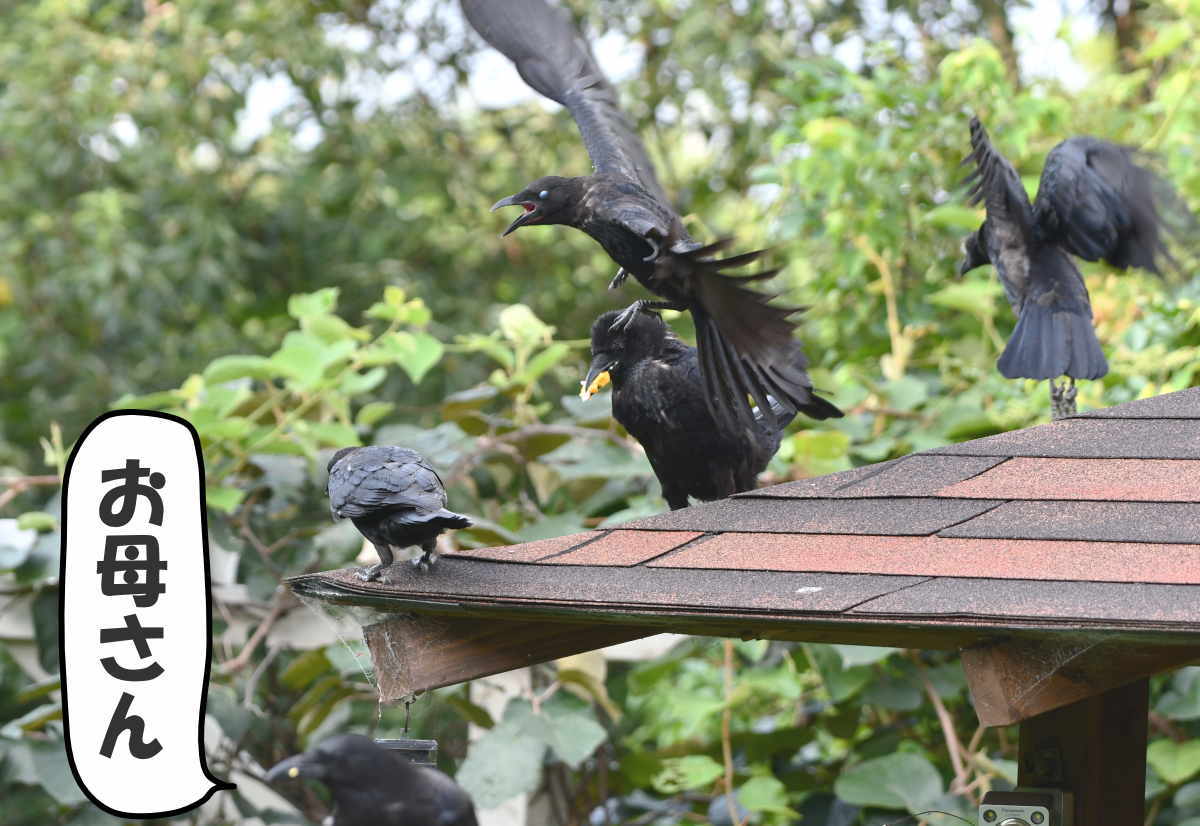 ハシボソガラス