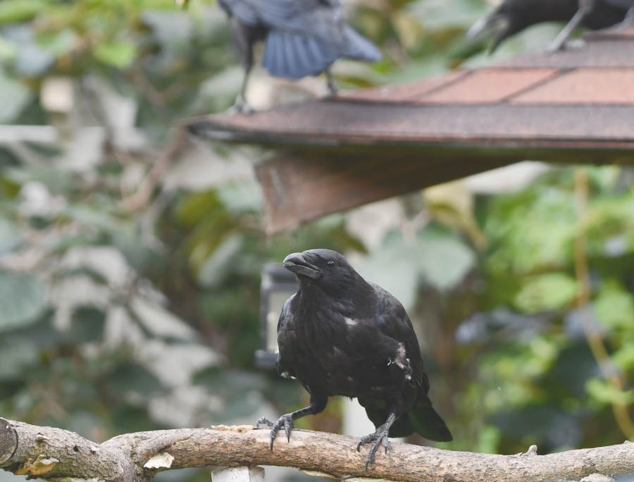 ハシボソガラス