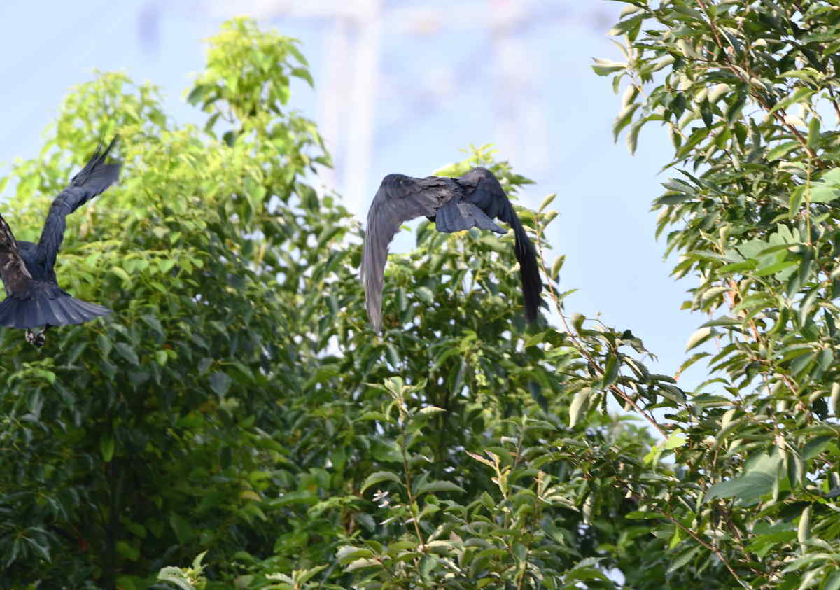 ハシボソガラス