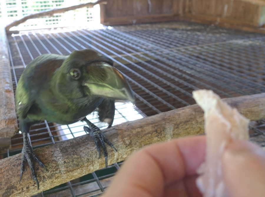 ハシブトガラス