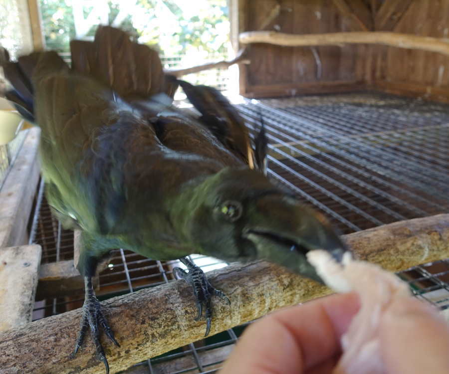 ハシブトガラス