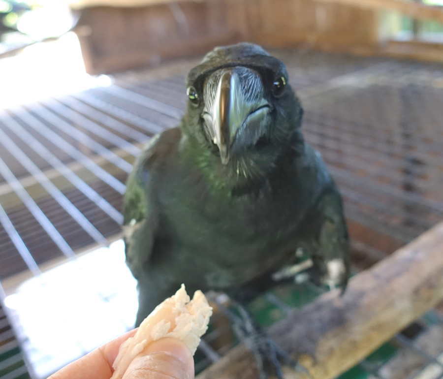 ハシブトガラス