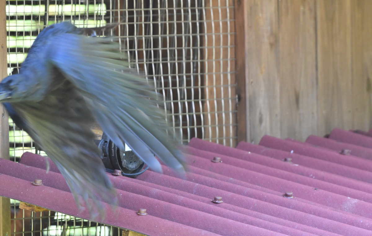 ハシブトガラス