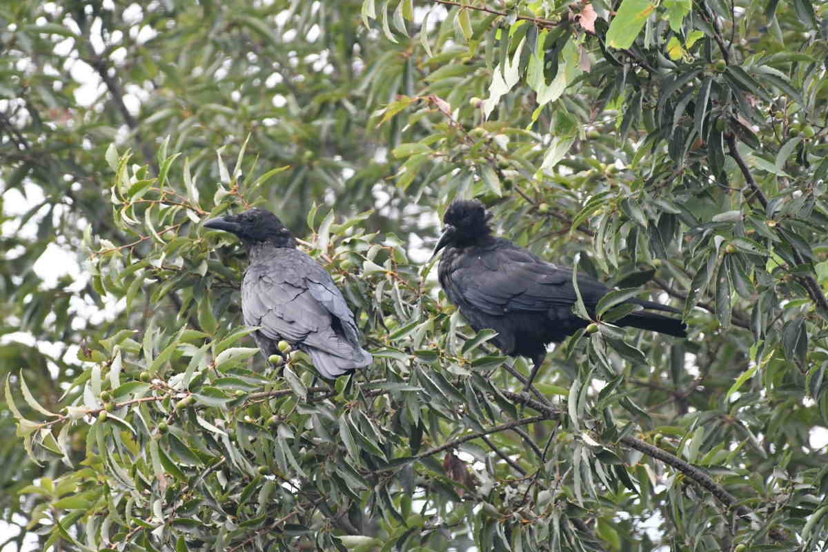 ハシボソの夫婦