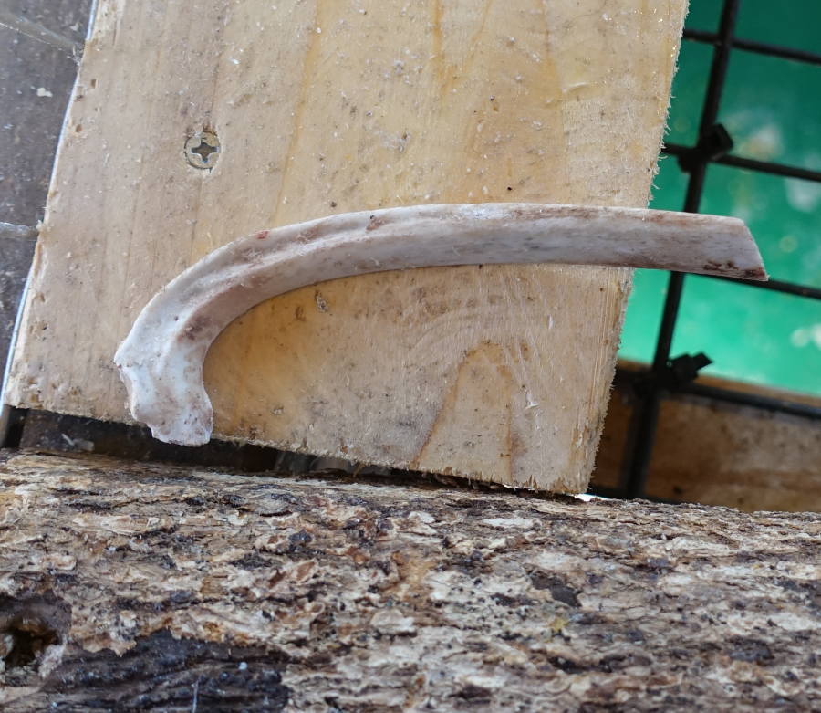 骨だけになったラムチョップ