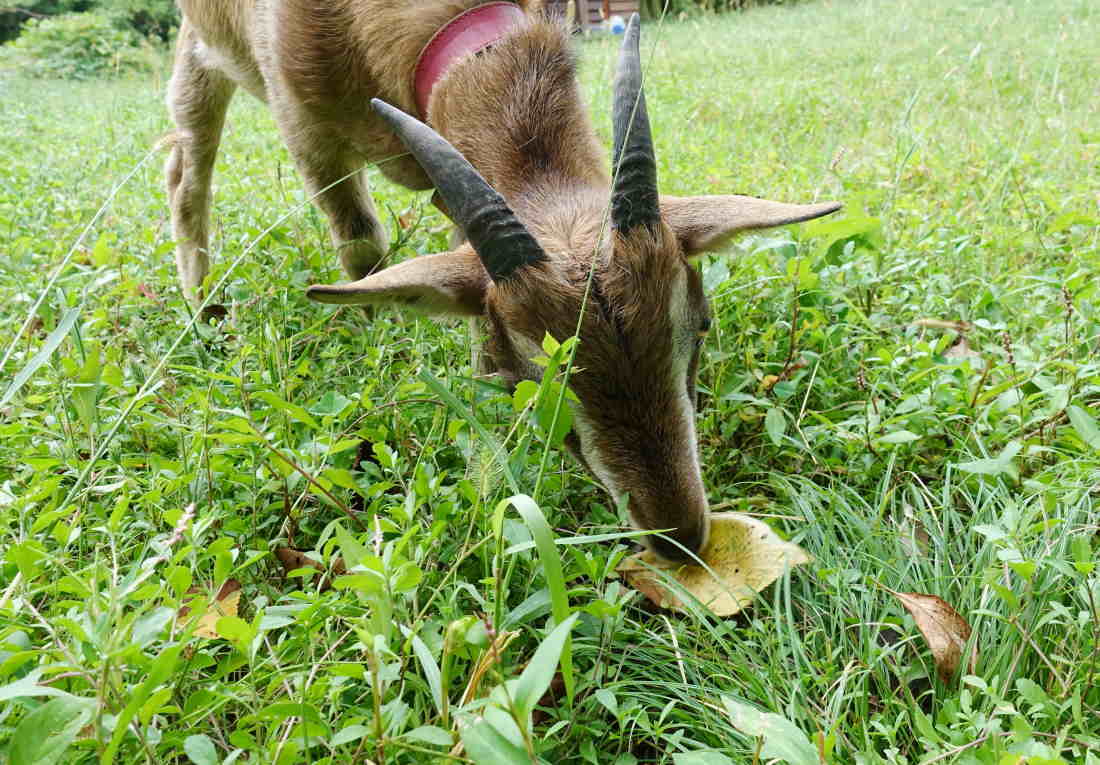 落葉した桜を食べるヤギ