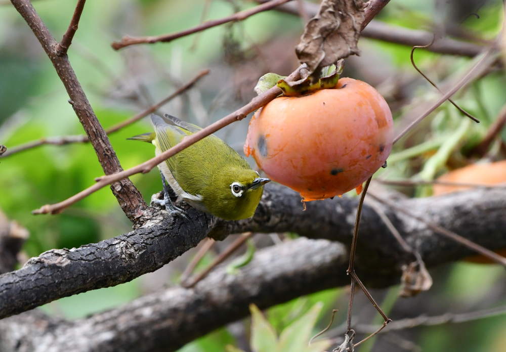 柿の木にメジロ