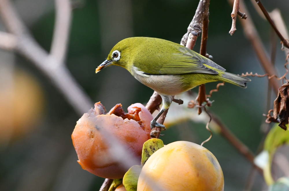 柿の木にメジロ