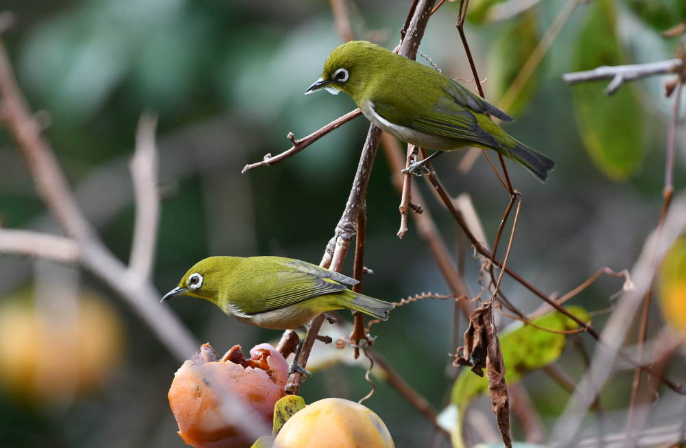 柿の木にメジロ
