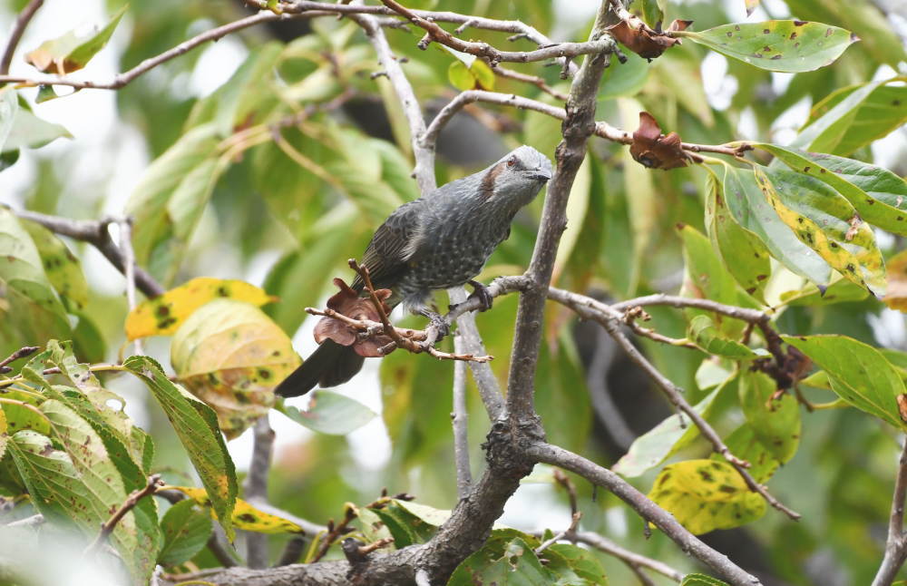 柿の木にメジロ