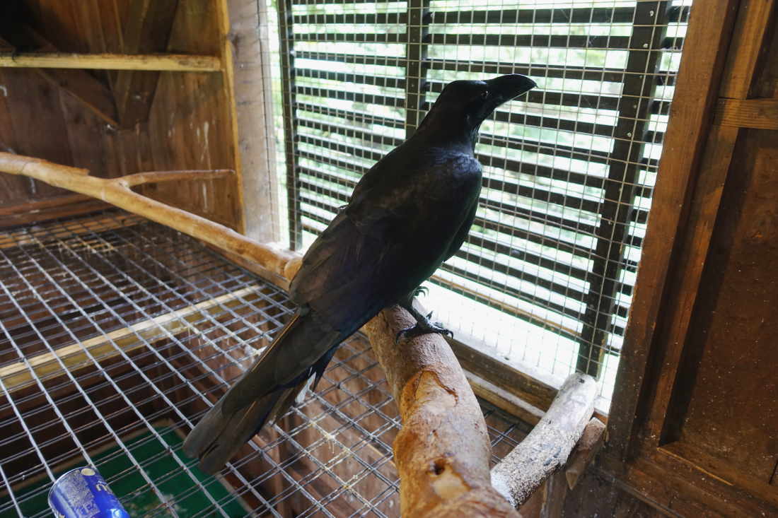 カラスのアディ