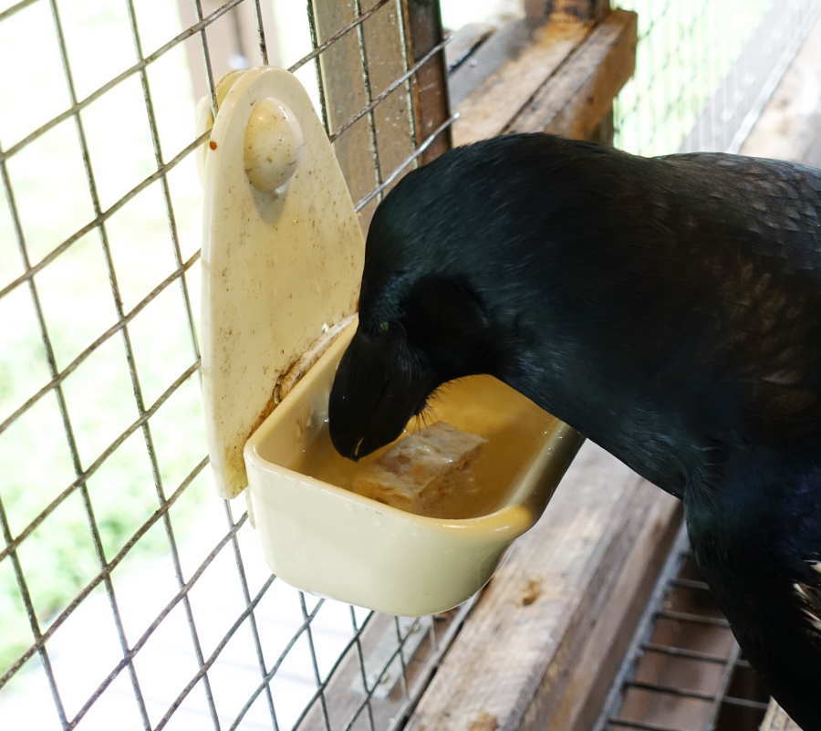 カラスのアディ