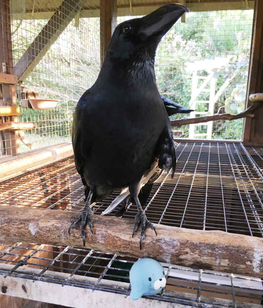 カラスのアディ