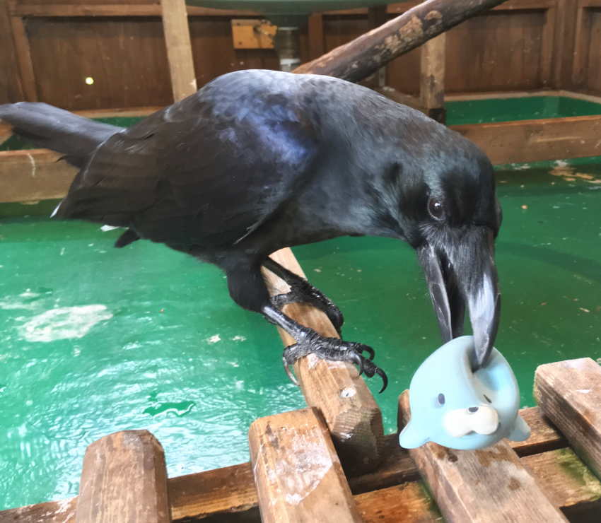 カラスのアディ