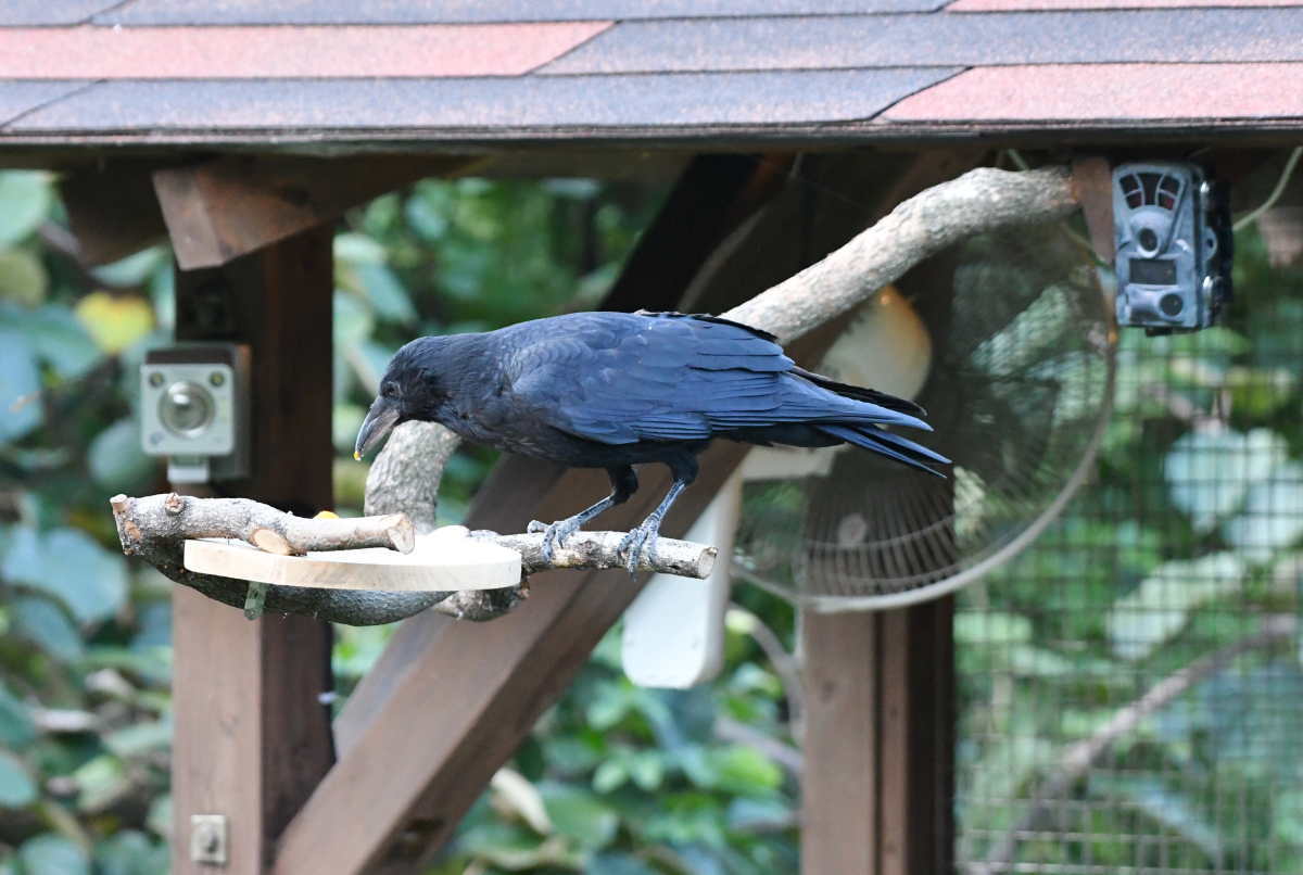 ハシボソのお父さん