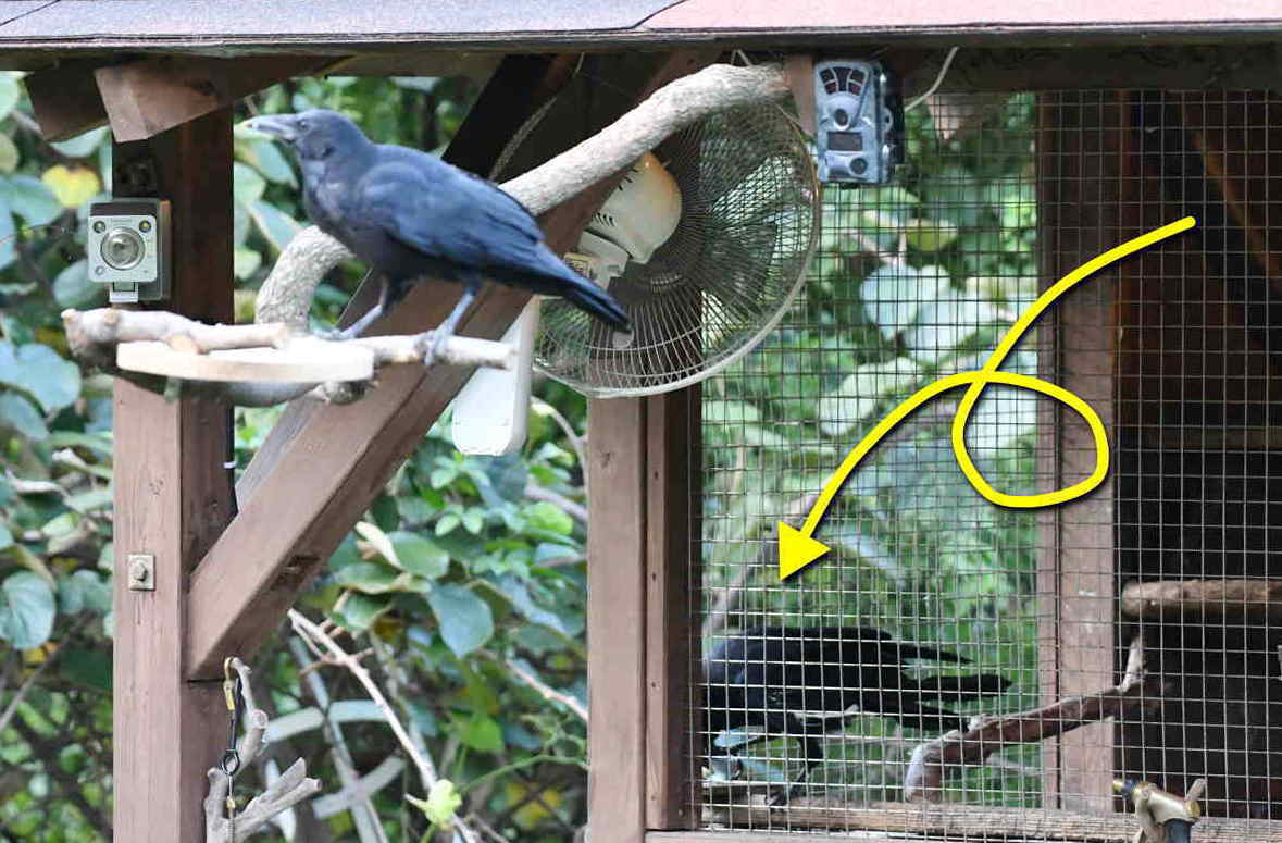 ハシボソのお父さん