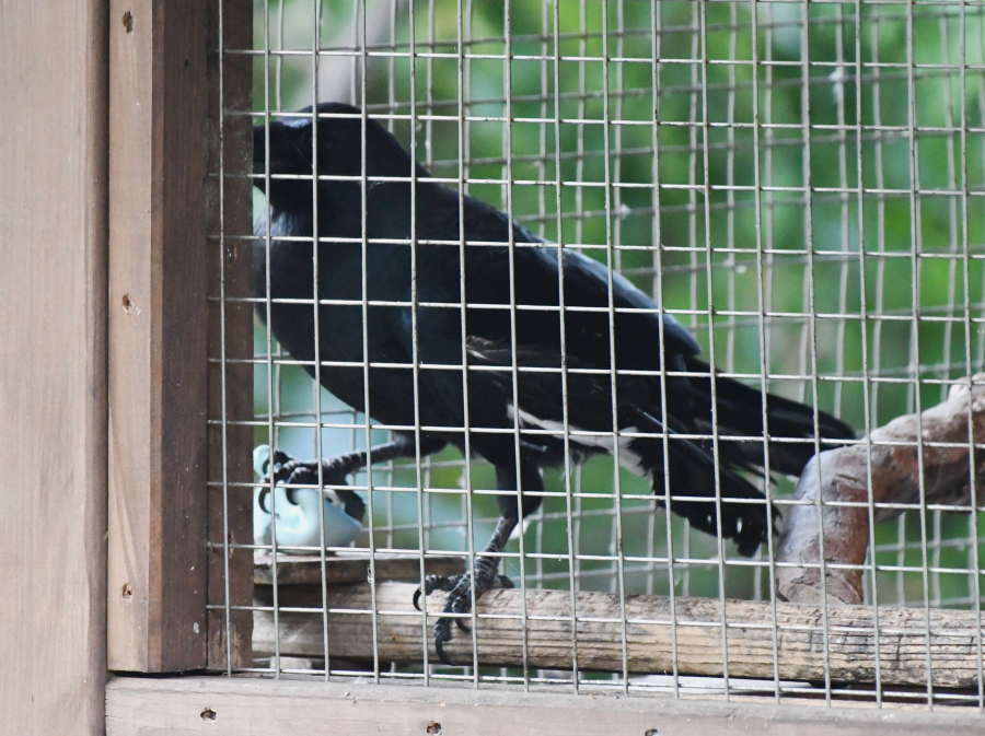 カラスのアディ