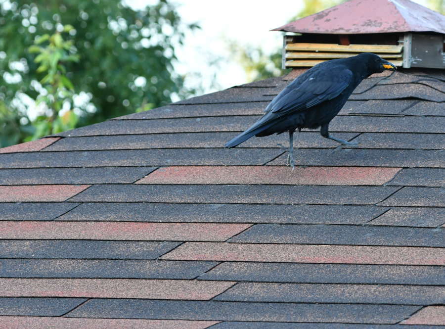 ハシボソのお父さん