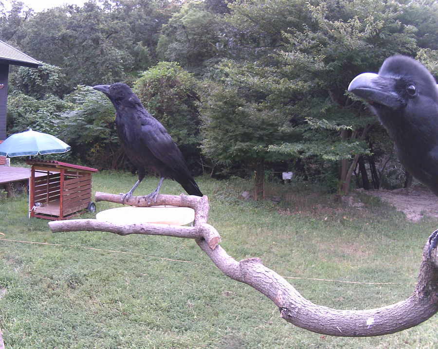 ハシボソのお母さんとハシブト