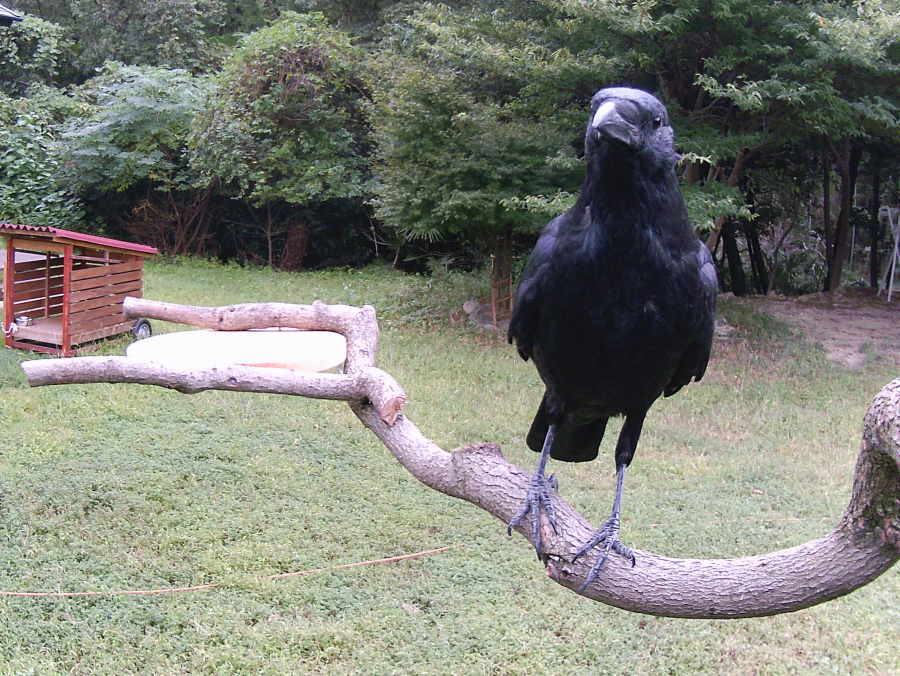 ハシボソのお母さん