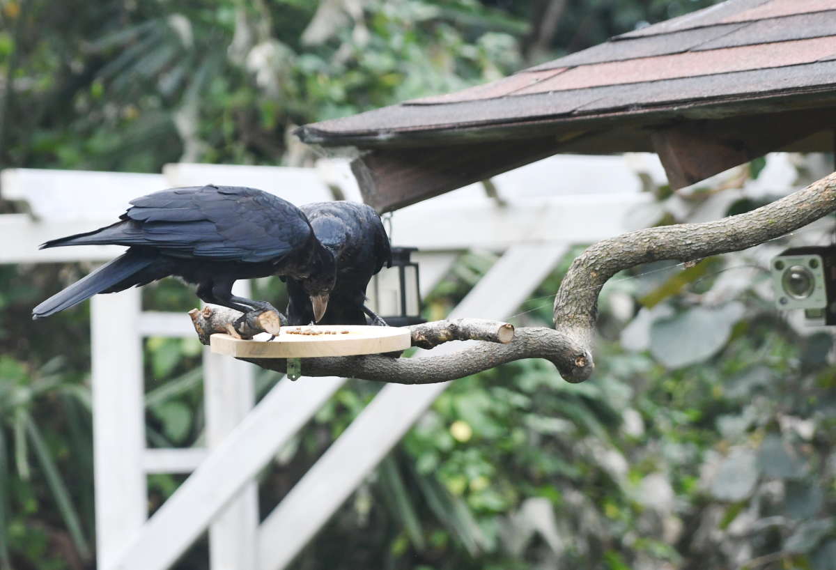 カラスのエサ台