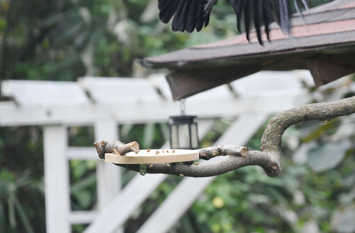 カラスのエサ台