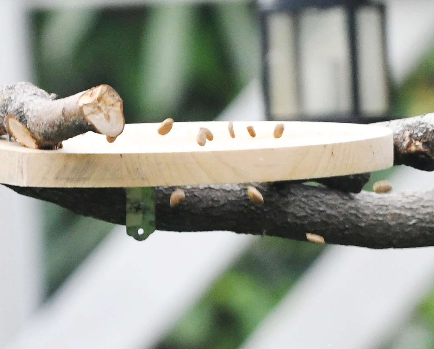 カラスのエサ台