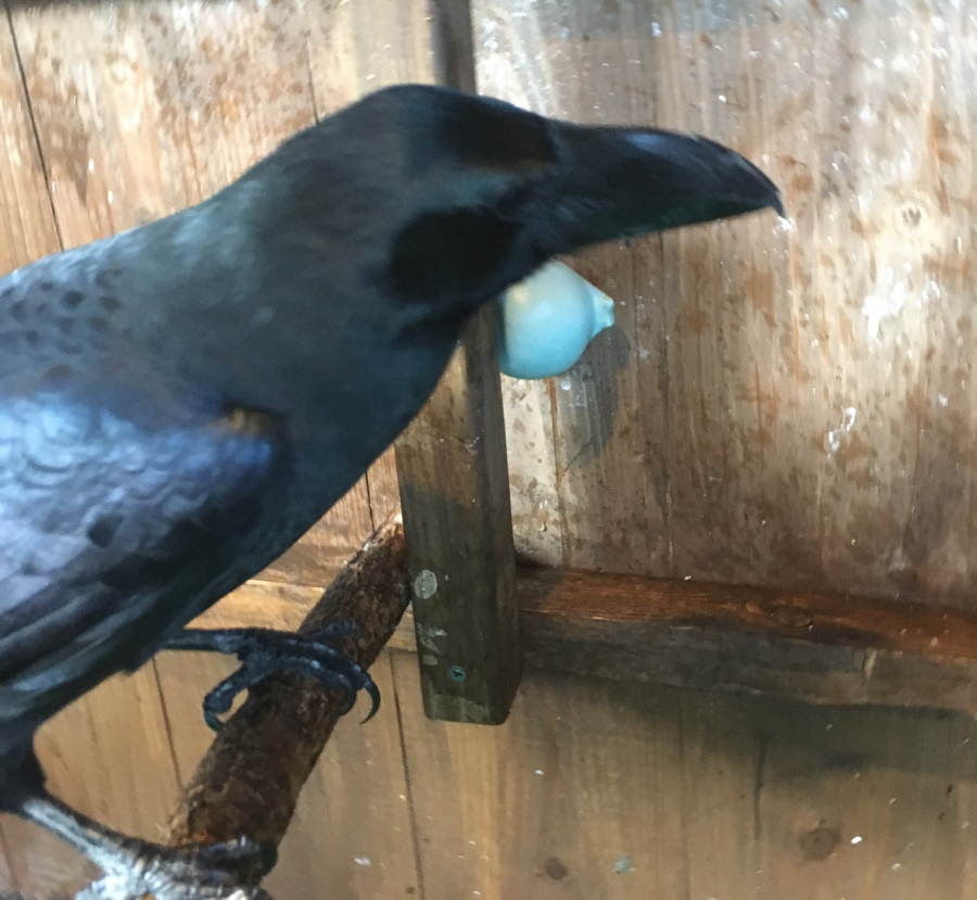 カラスのアディ