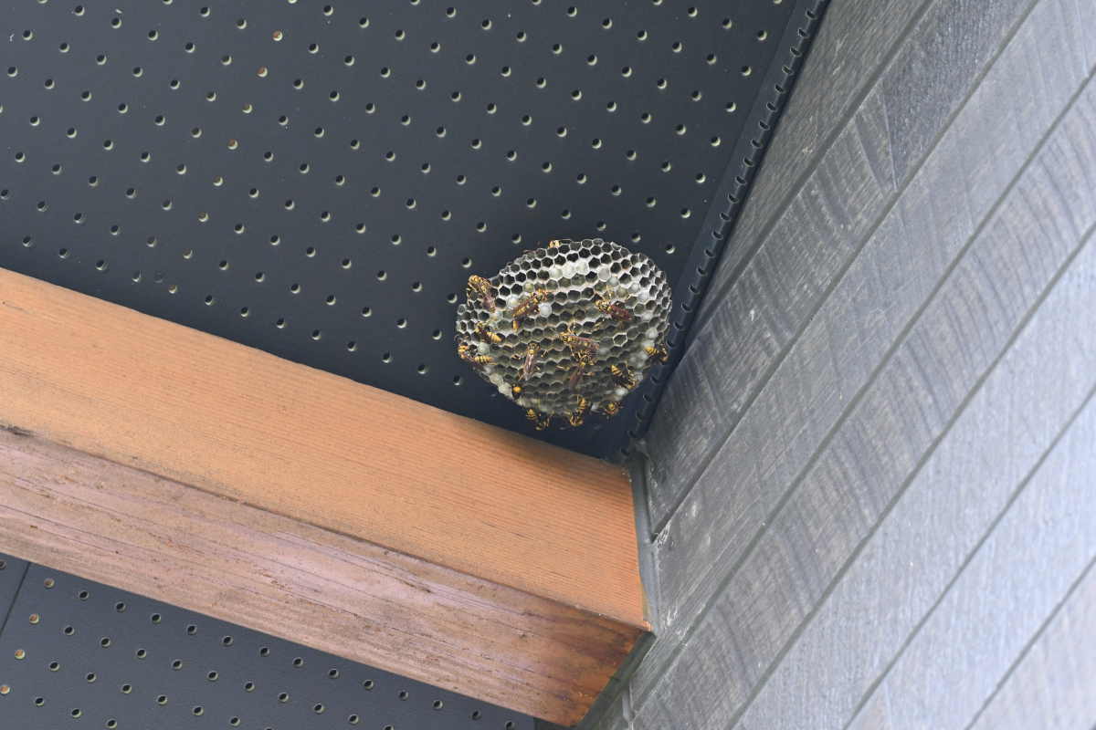 アシナガバチの巣