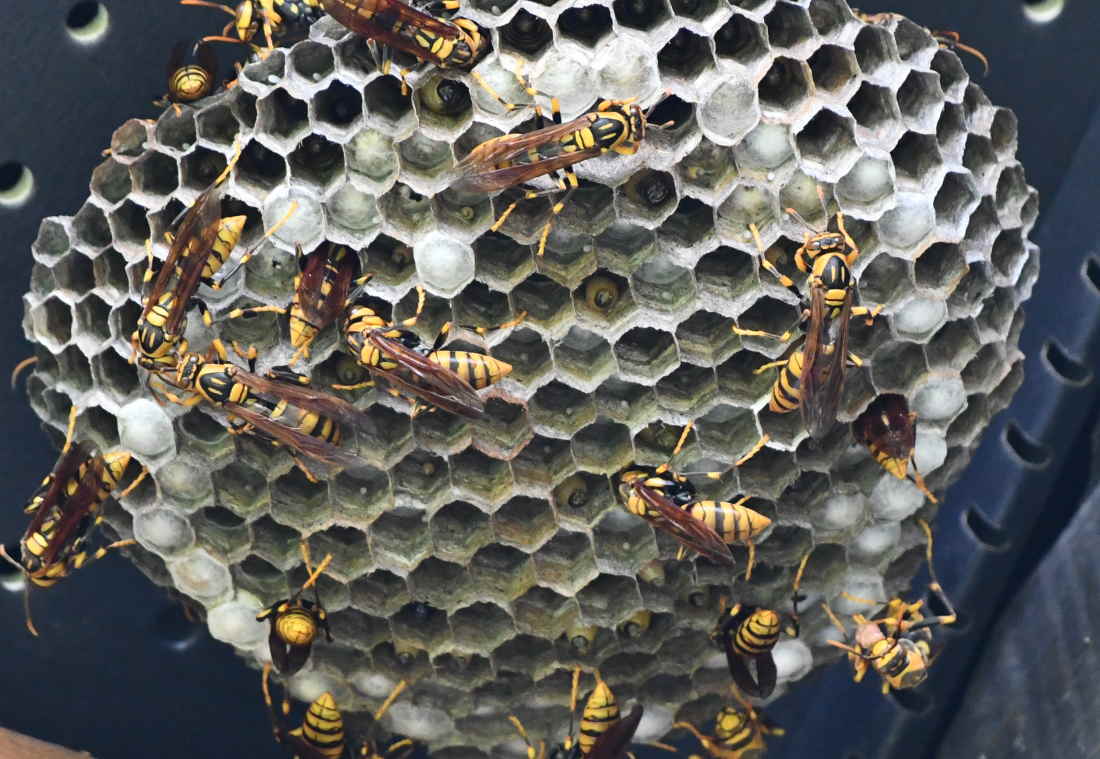 アシナガバチの巣