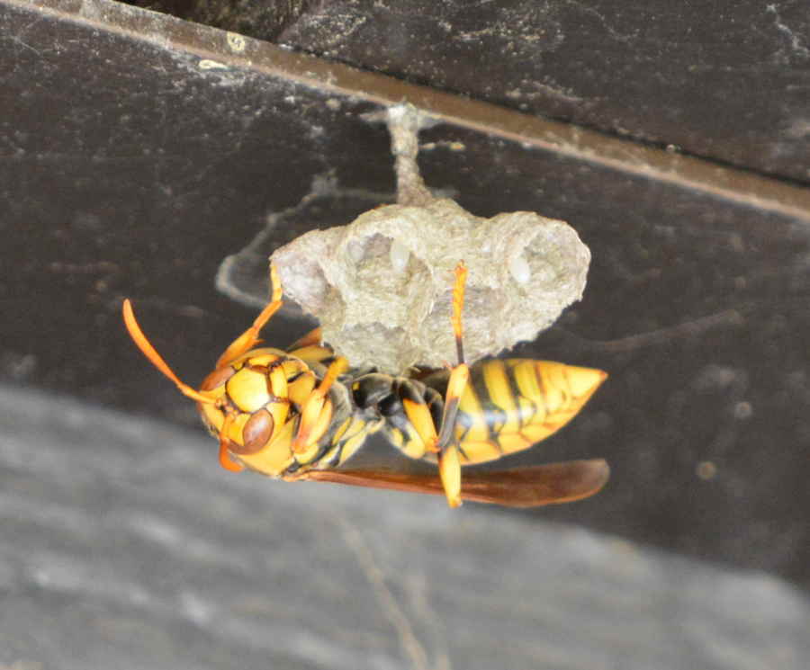 アシナガバチの巣