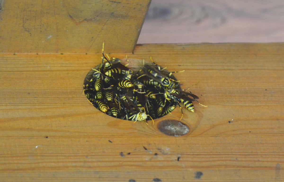 アシナガバチの巣