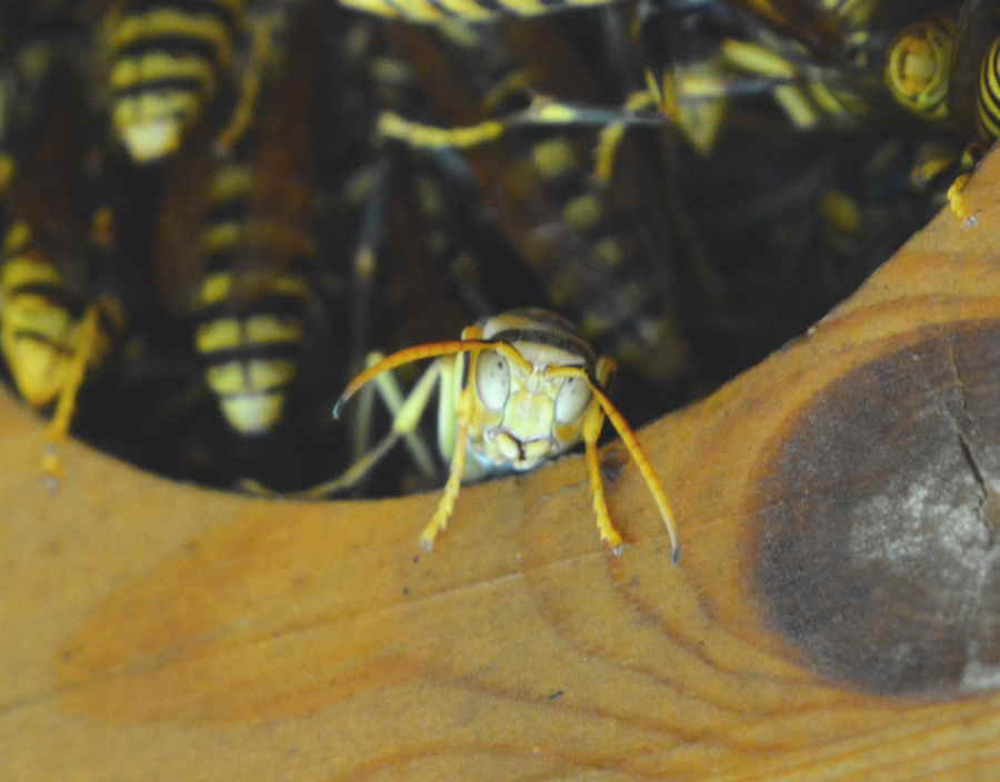 アシナガバチの巣