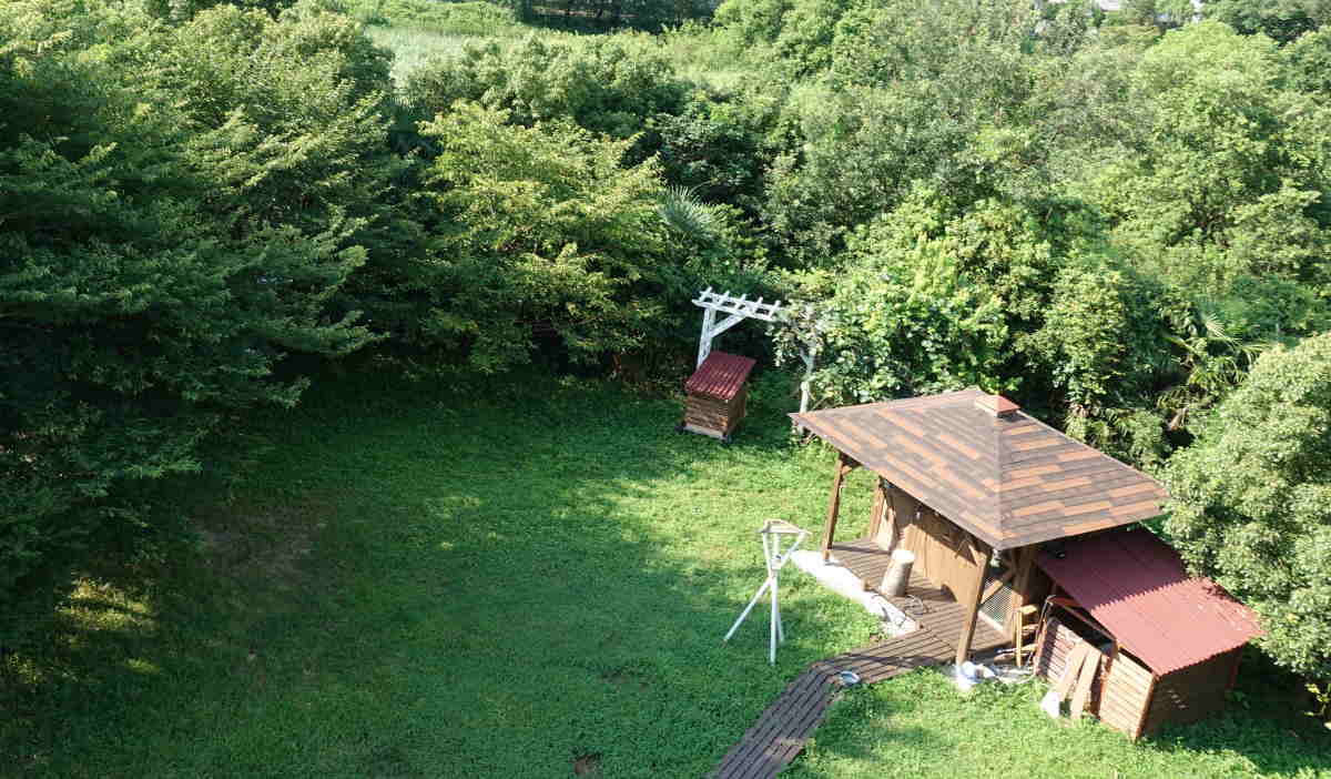 アシナガバチの巣