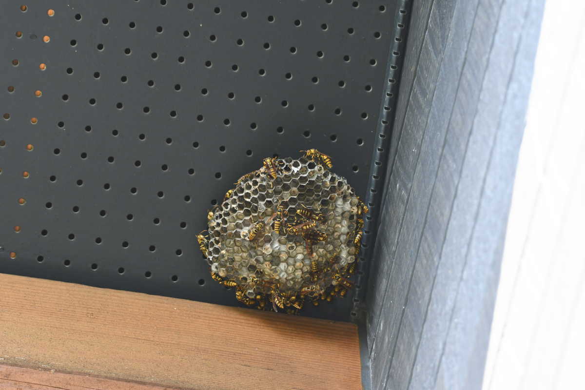 アシナガバチの巣