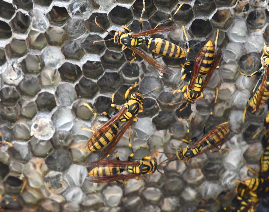 アシナガバチの巣