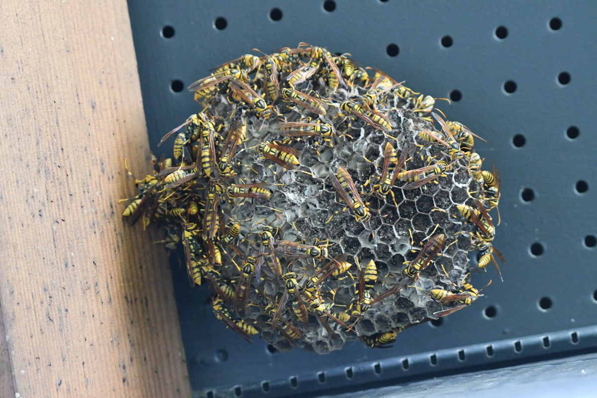 アシナガバチの巣