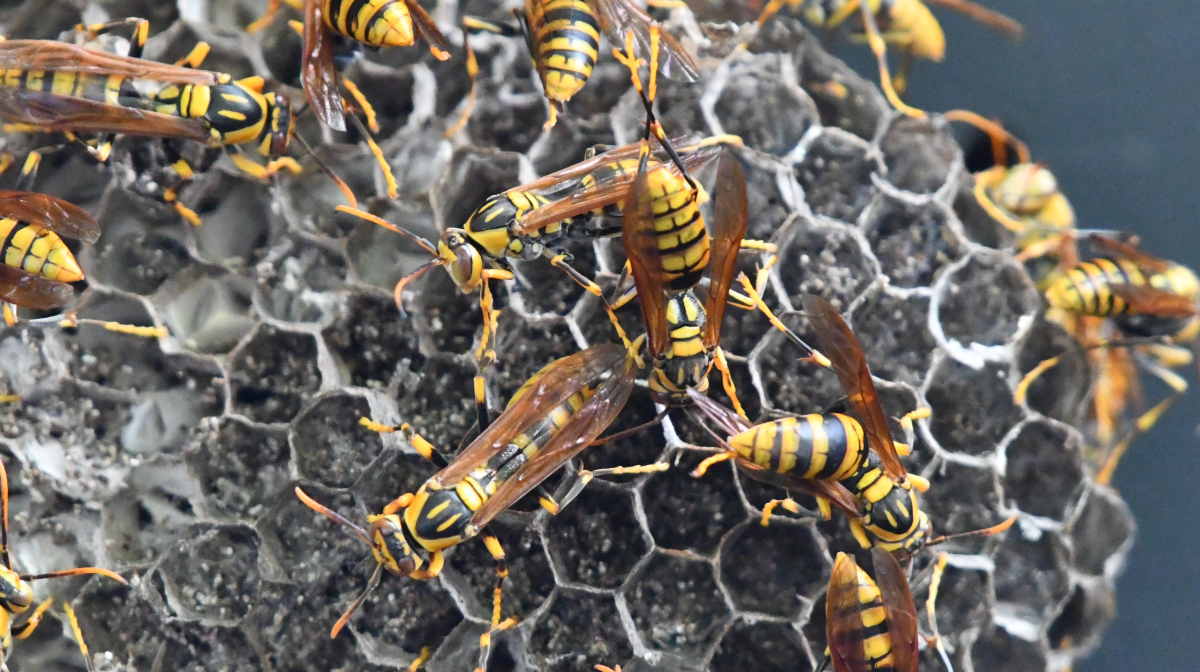 アシナガバチの巣