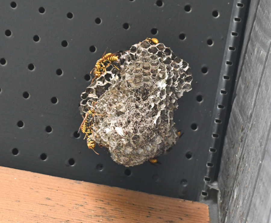 アシナガバチの巣