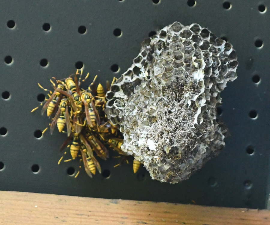 アシナガバチの巣