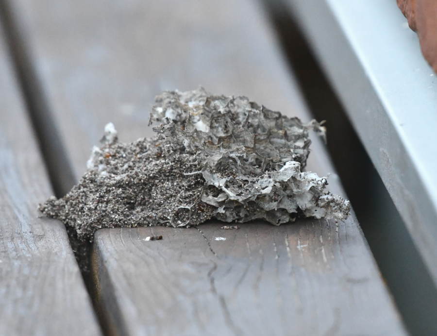 アシナガバチの巣