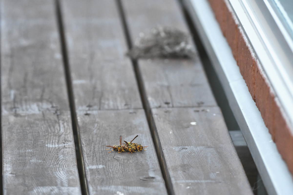 アシナガバチの巣