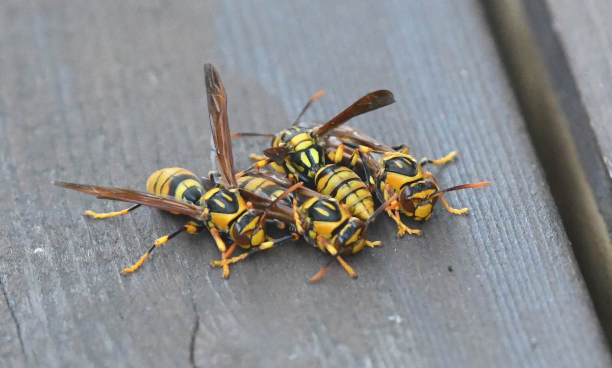 アシナガバチの巣