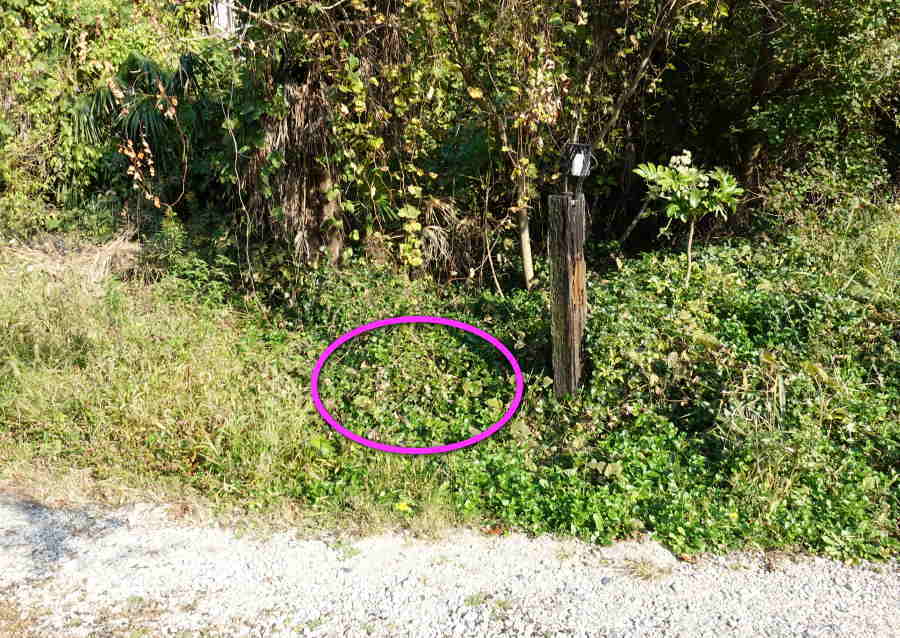 オオスズメバチの巣