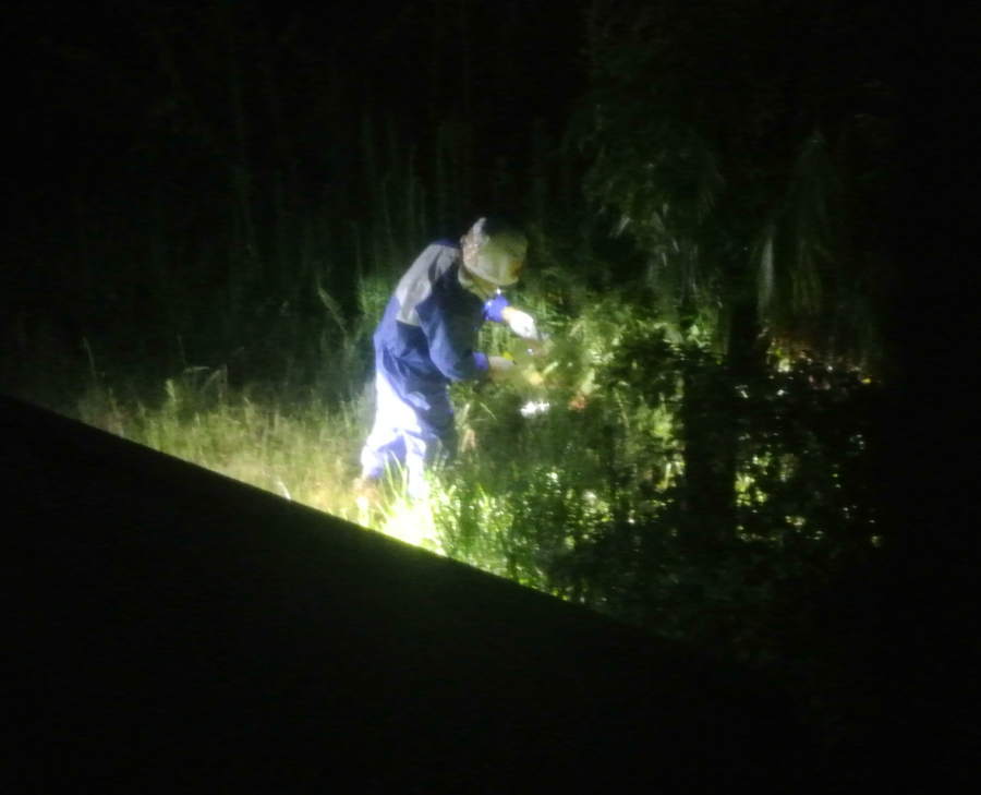 オオスズメバチ退治