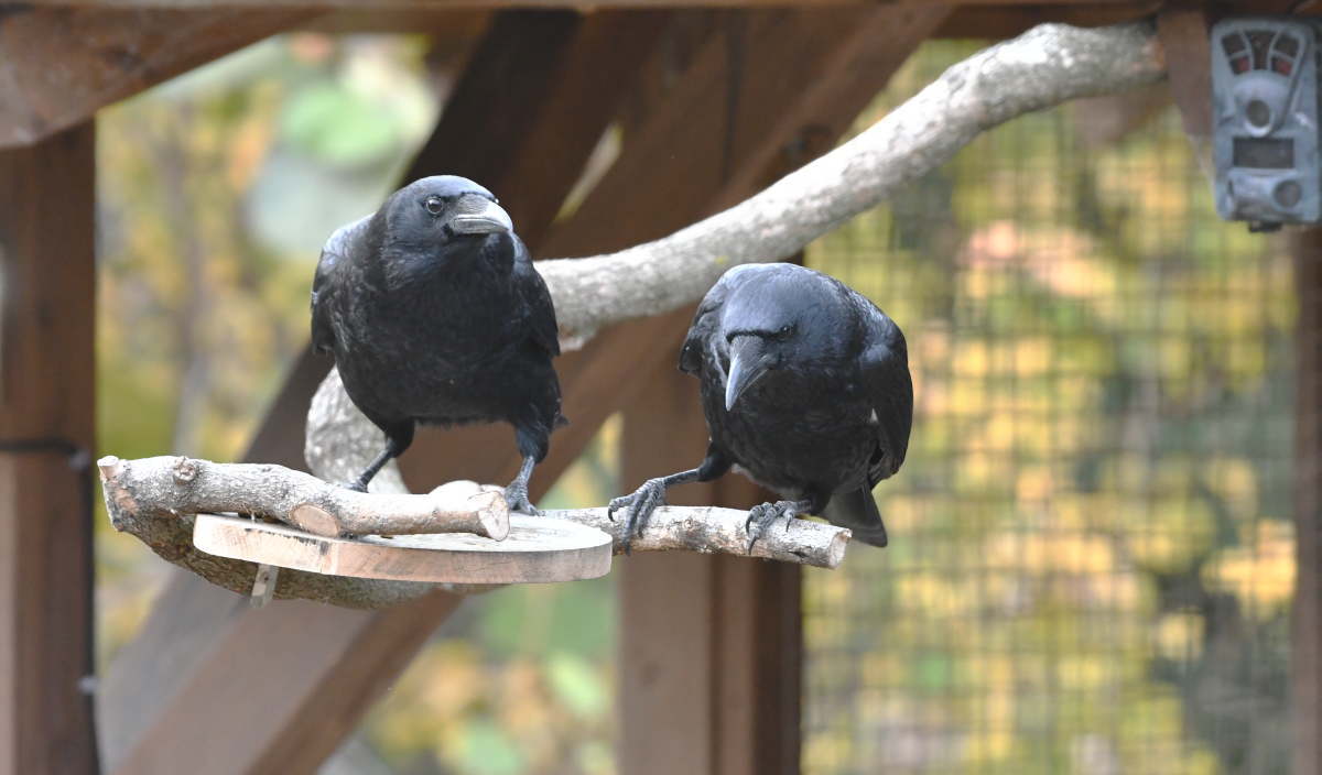 カラスのエサ台