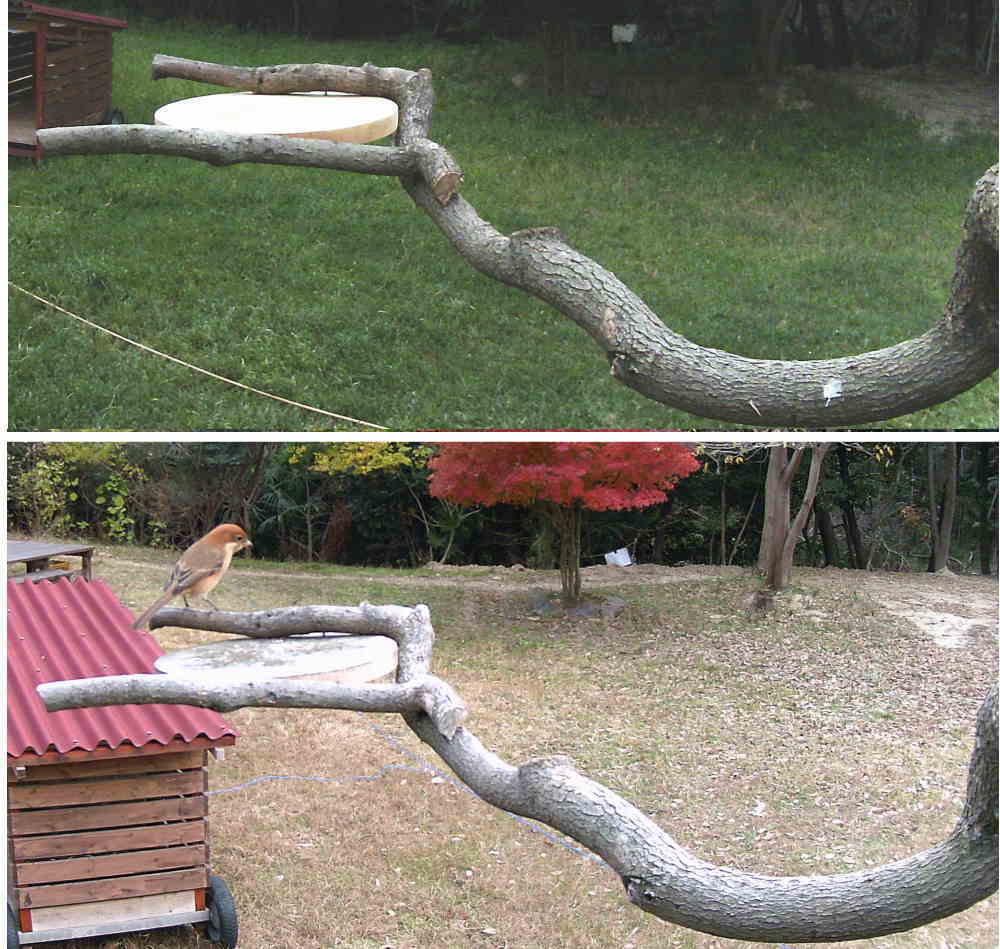 カラスのエサ台