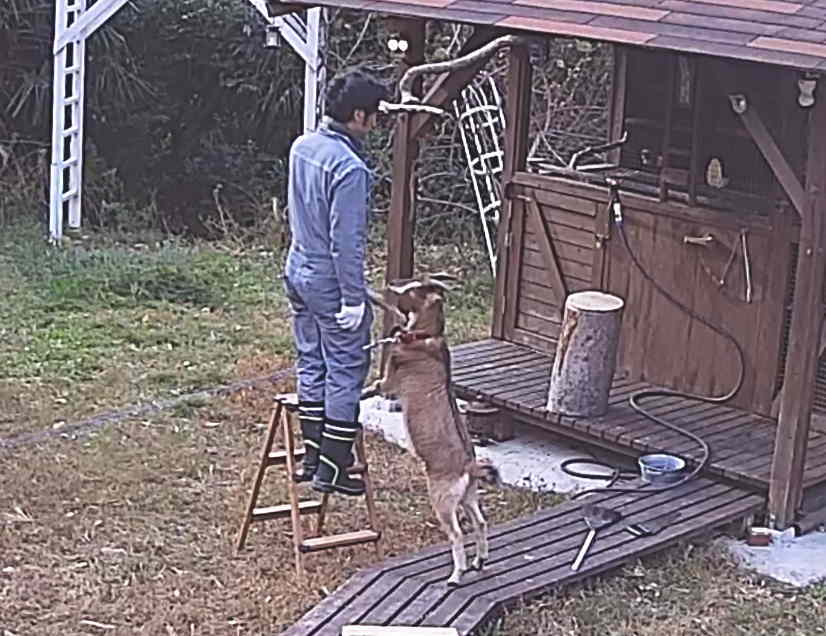 カラスのエサ台