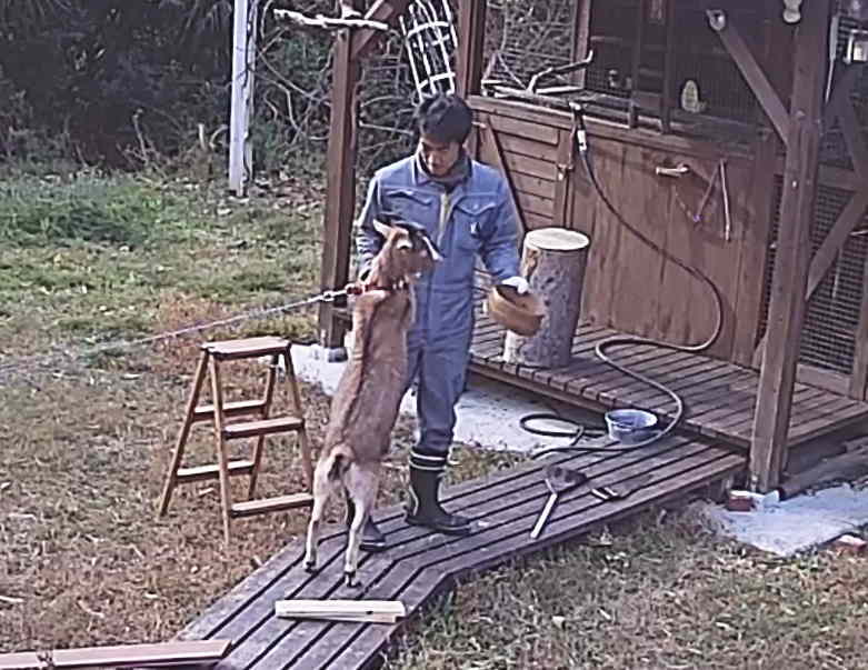 カラスのエサ台