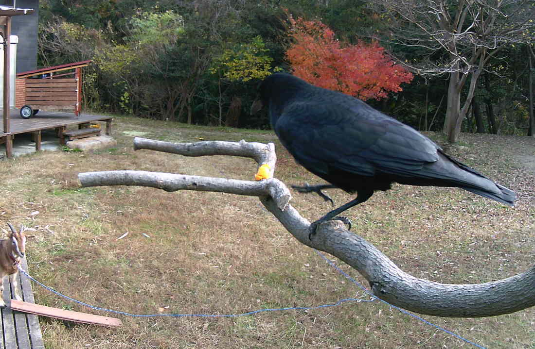 カラスのエサ台